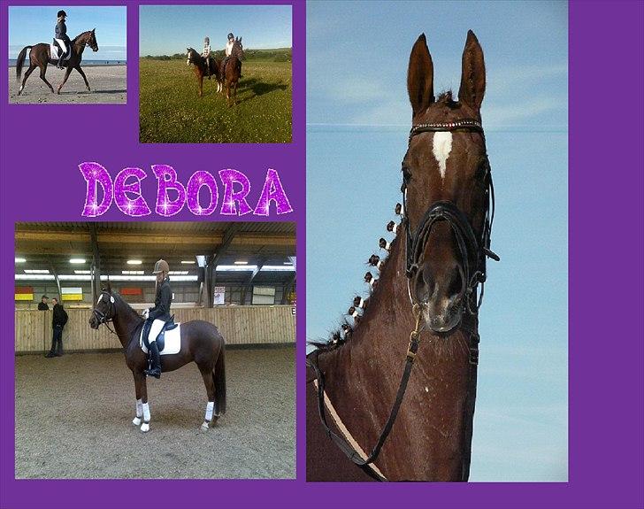 Tysk Sportspony Debora 26 billede 11