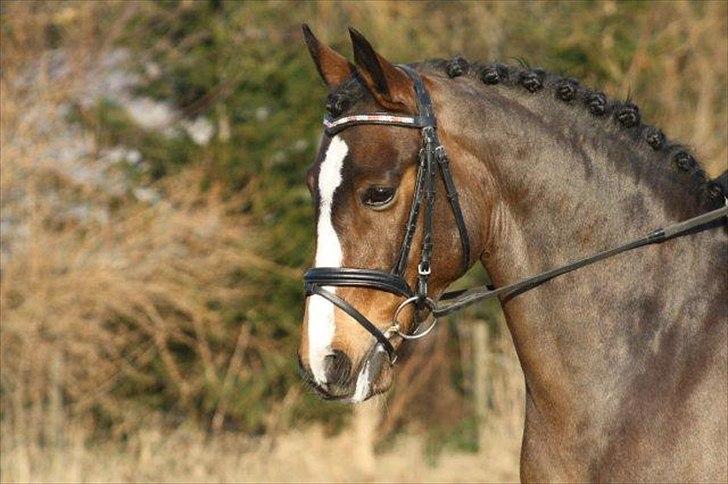 Anden særlig race Dream step *A- PONY!* billede 8