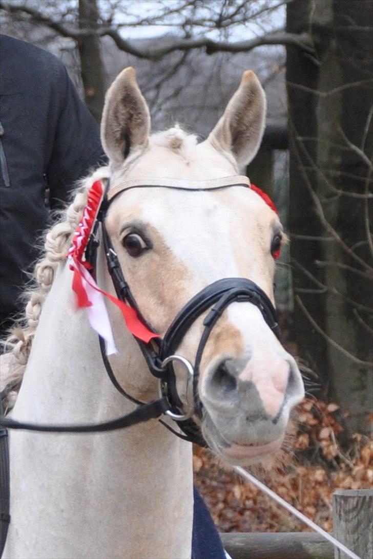 Tysk Sportspony FS Concorde SPH 179 R.I.P <3 billede 12