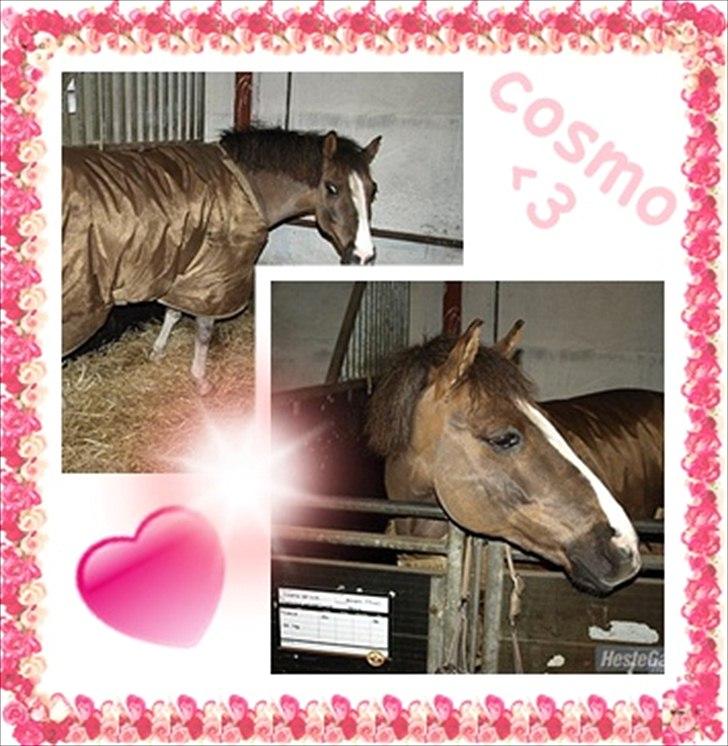 Anden særlig race cosmo de lux <3<3<3<3<3 - lavet et billede af den bedste pony i verden <33 billede 8