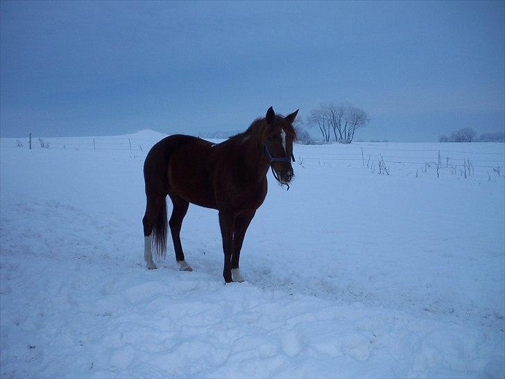 Traver Red Shiba - Hos gamle ejer :)
(December 2010/Januar 2011) billede 5