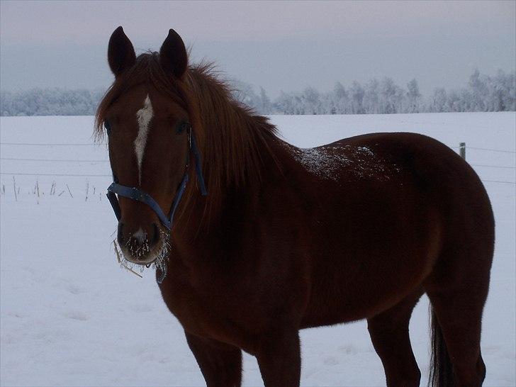Traver Red Shiba - Hos gamle ejer :) 
(December 2010/Januar 2011) billede 11