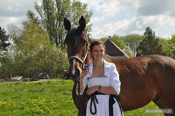 Dansk Varmblod Diamond [Tidl. Part] billede 1