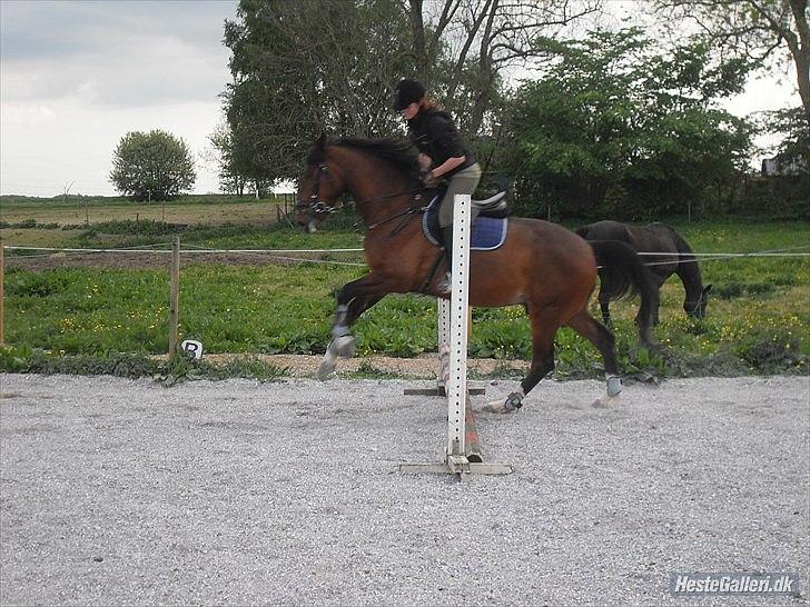 Dansk Varmblod Diamond [Tidl. Part] billede 2