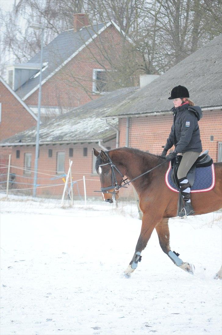 Dansk Varmblod Diamond [Tidl. Part] billede 3