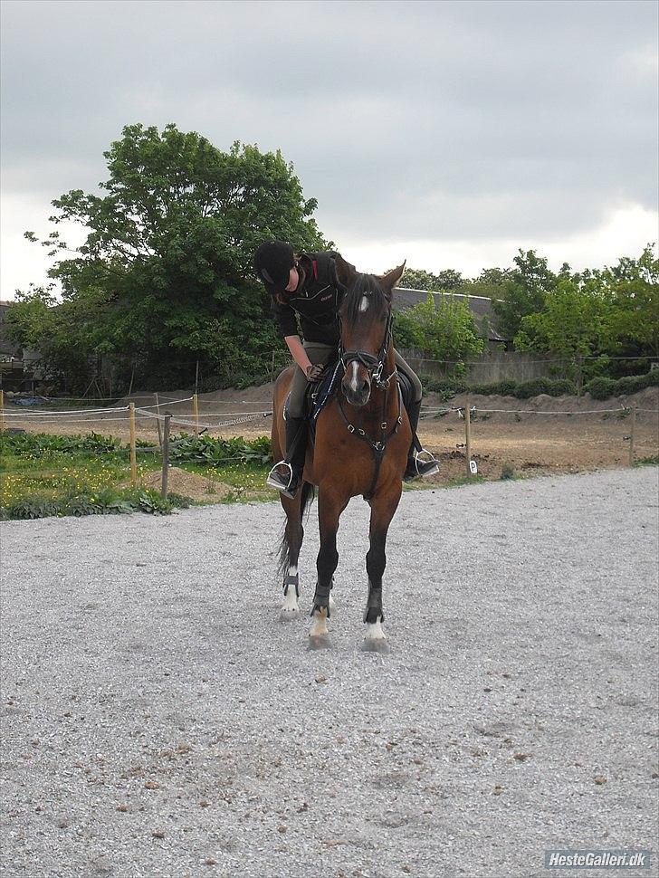 Dansk Varmblod Diamond [Tidl. Part] billede 4