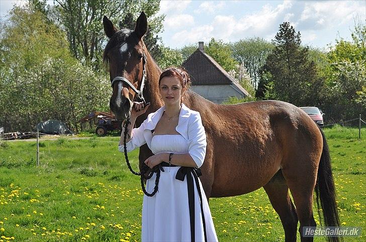 Dansk Varmblod Diamond [Tidl. Part] billede 5