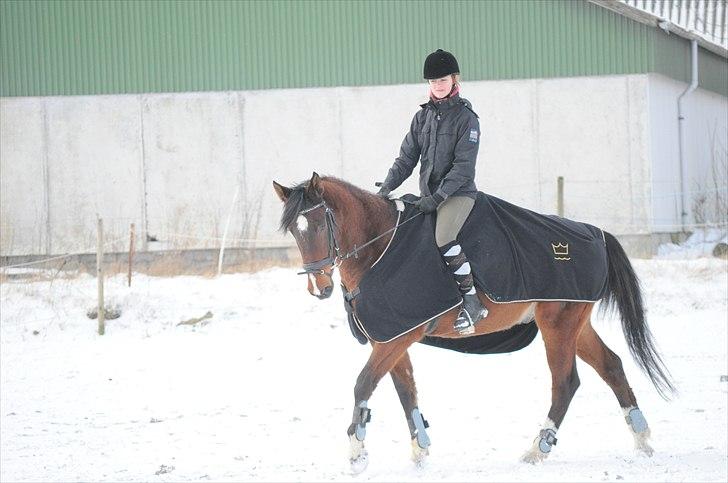 Dansk Varmblod Diamond [Tidl. Part] billede 7