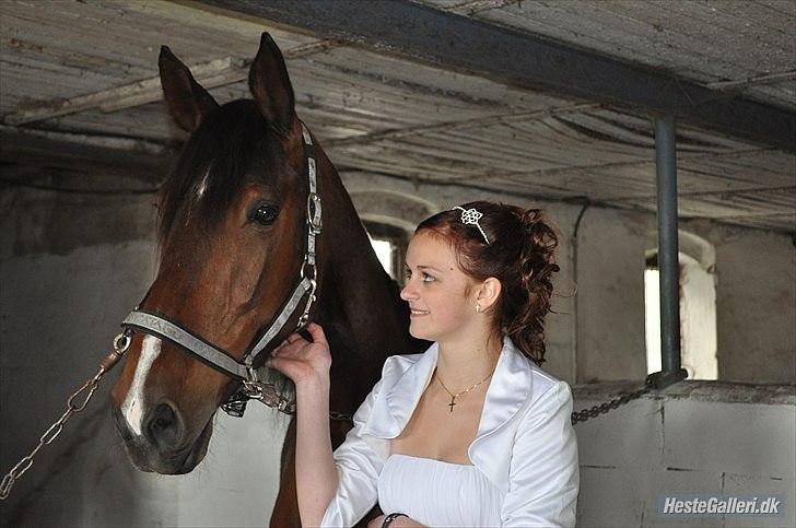 Dansk Varmblod Diamond [Tidl. Part] billede 8