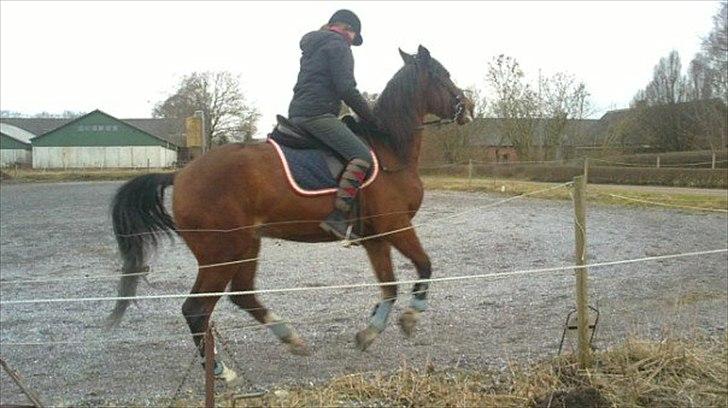 Dansk Varmblod Diamond [Tidl. Part] billede 9