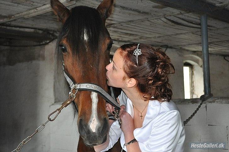 Dansk Varmblod Diamond [Tidl. Part] billede 13