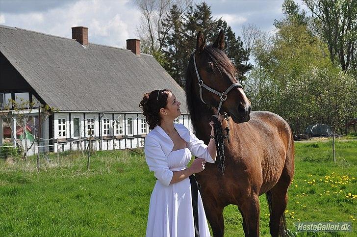 Dansk Varmblod Diamond [Tidl. Part] billede 14