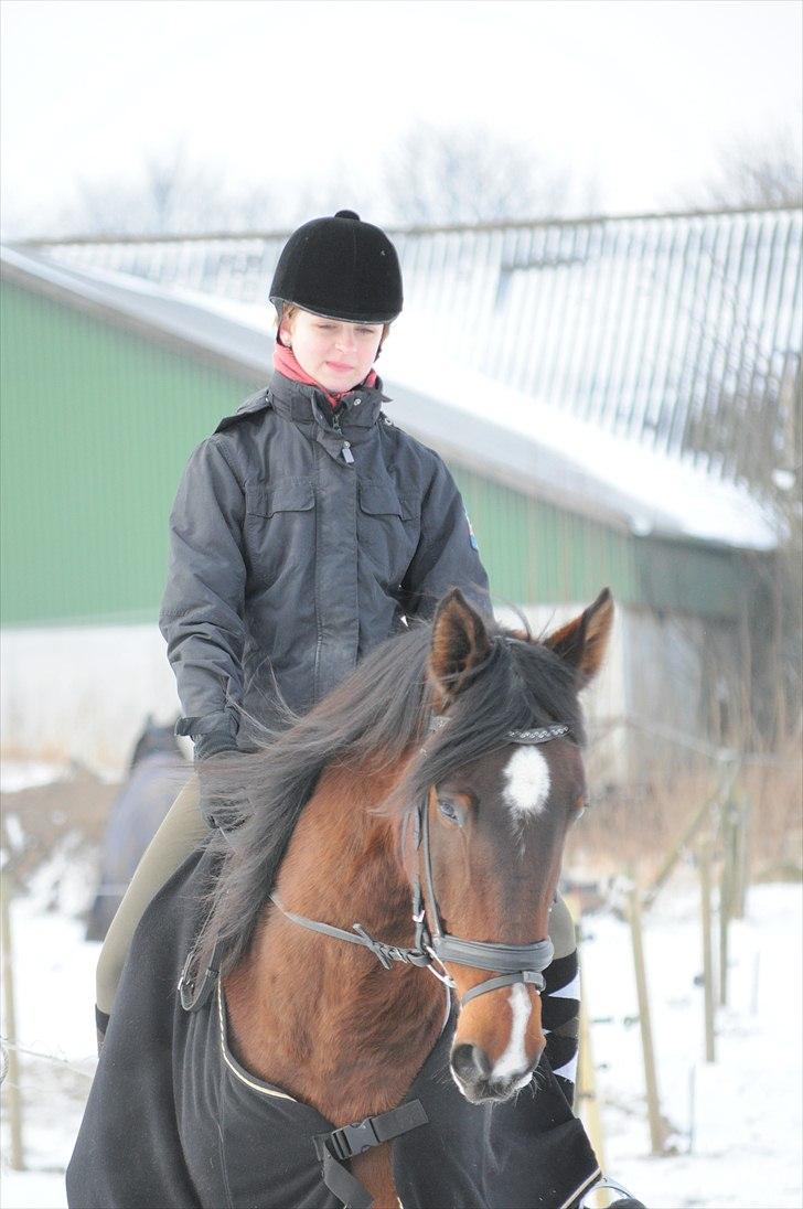 Dansk Varmblod Diamond [Tidl. Part] billede 15