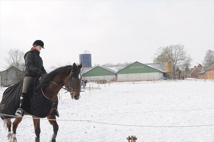 Dansk Varmblod Diamond [Tidl. Part] billede 16