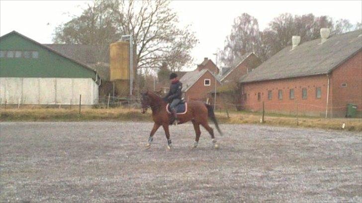 Dansk Varmblod Diamond [Tidl. Part] billede 17