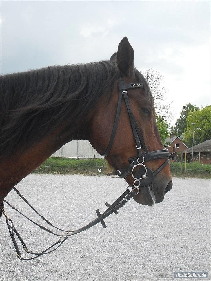 Dansk Varmblod Diamond [Tidl. Part] billede 18