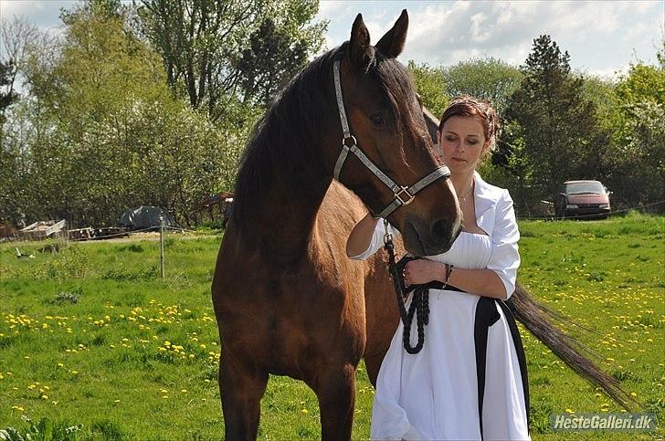 Dansk Varmblod Diamond [Tidl. Part] billede 19