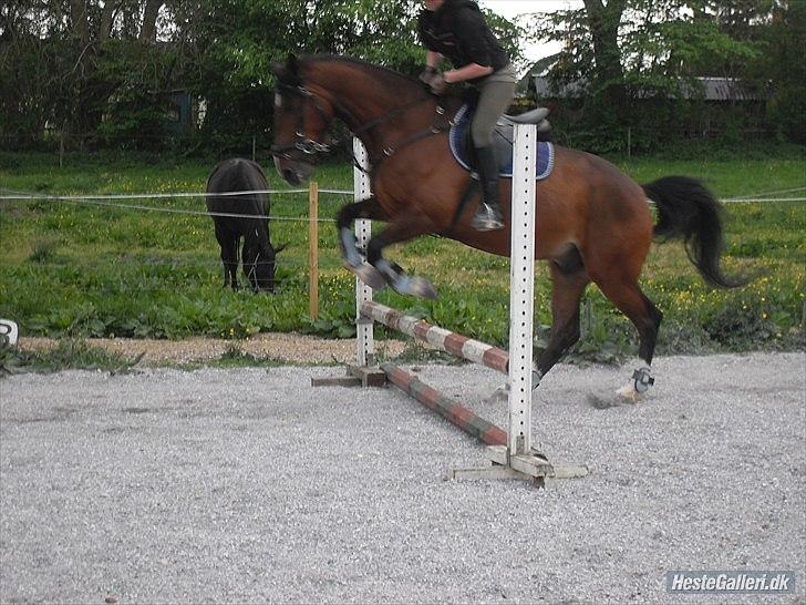 Dansk Varmblod Diamond [Tidl. Part] billede 20