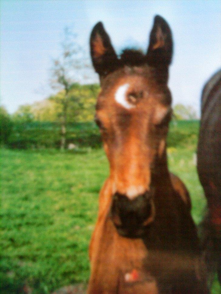 Dansk Varmblod Uniq-Vitz - Uniq som baby :) billede 7