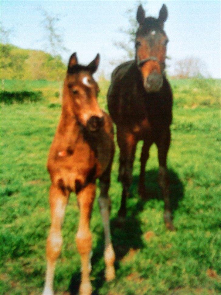 Dansk Varmblod Uniq-Vitz - Uniq og hendes moaaar :) billede 8