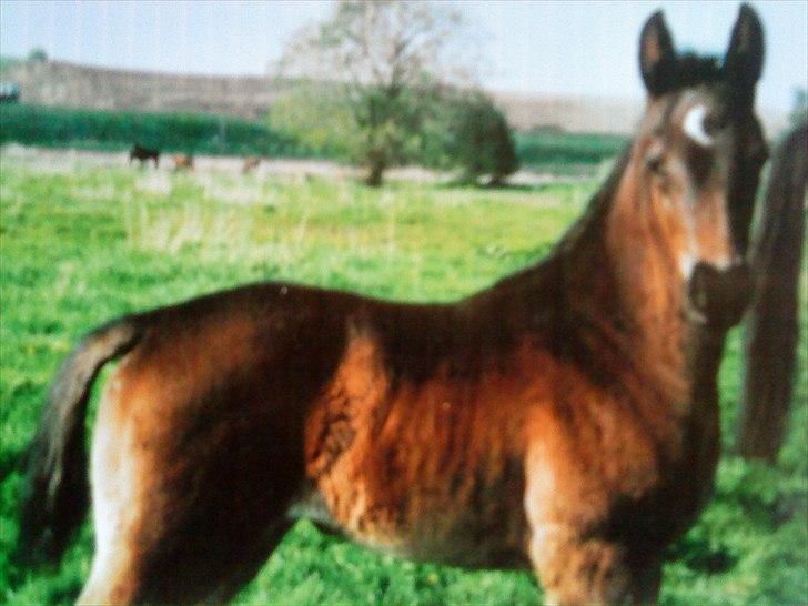 Dansk Varmblod Uniq-Vitz - Uniq som baby :) billede 9