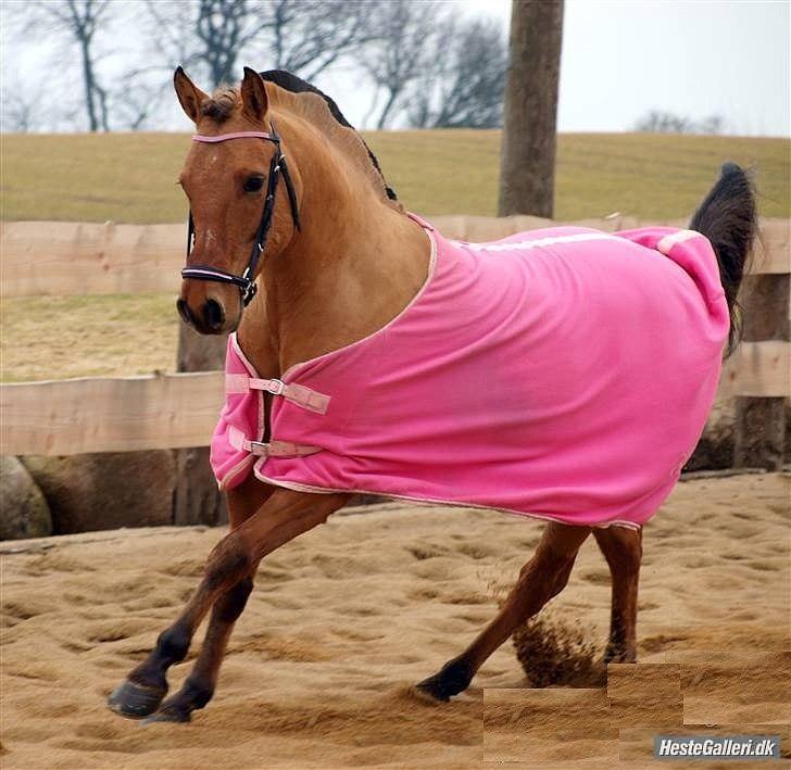 Anden særlig race Hanne *Solgt* - Hanne elsker galop billede 16