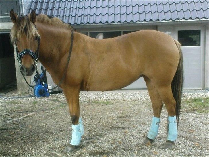 Anden særlig race Hanne *Solgt* billede 18