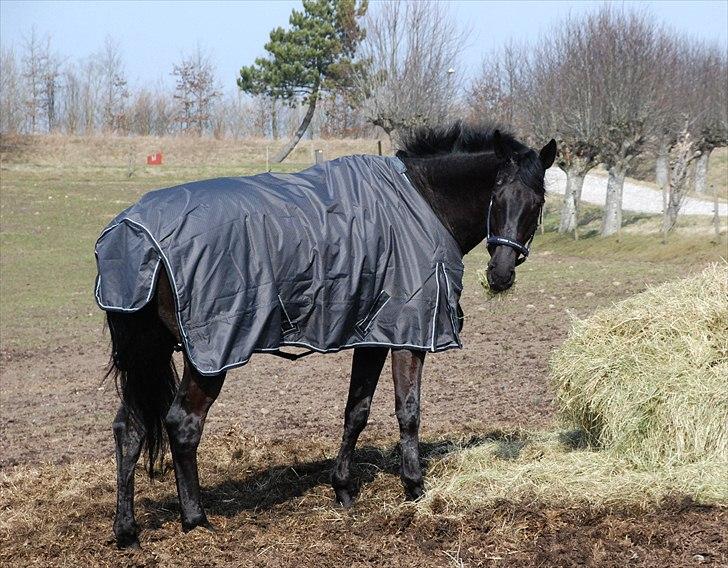 Trakehner  Izzo (1220) af Gadebjerg - <3 billede 10