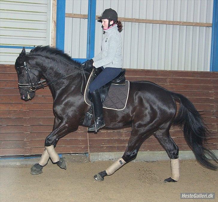 Trakehner  Izzo (1220) af Gadebjerg - <3 billede 11