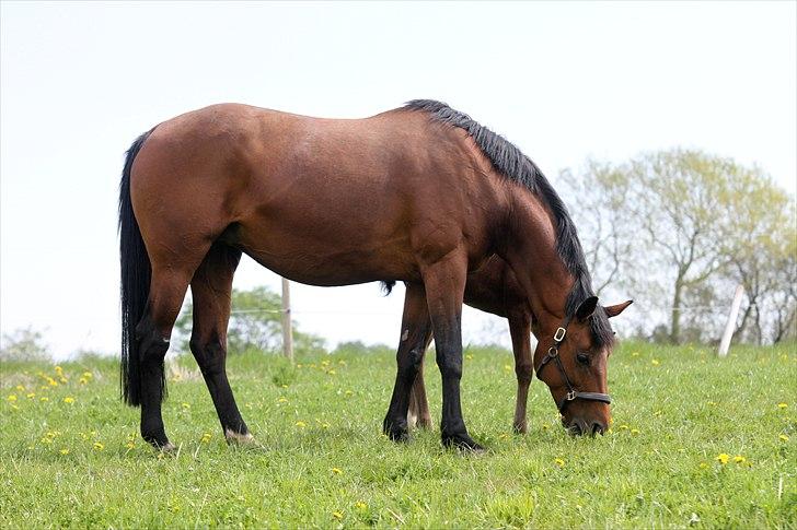 Oldenborg Bøgen's Tina billede 4