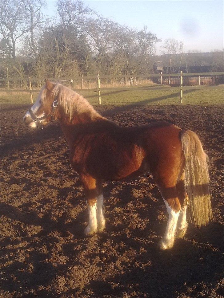 Welsh Mountain (sec A) Max Online billede 18