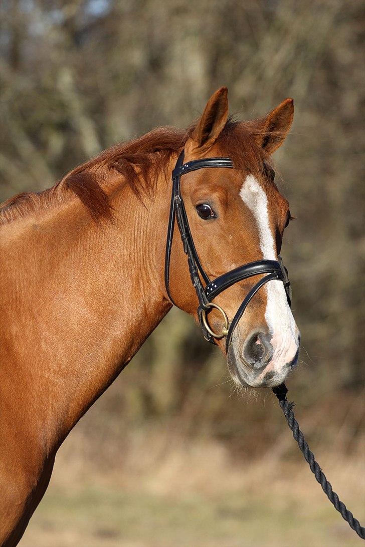 Frederiksborg Seedorff´s Mulle - marts 2011 billede 14