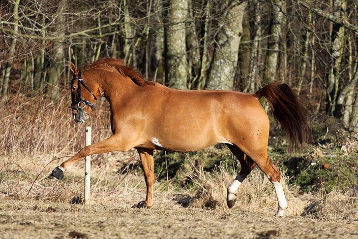 Frederiksborg Seedorff´s Mulle - marts 2011 billede 15