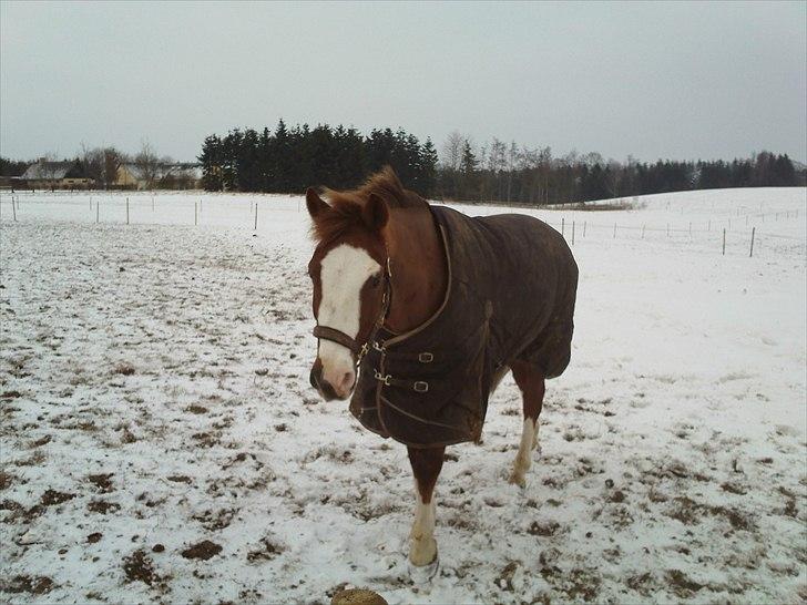 New Forest Bakkens Maltemay (solgt) billede 7