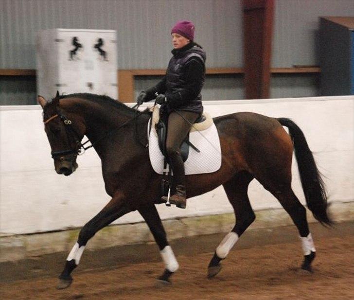 Dansk Varmblod Lacotte billede 1