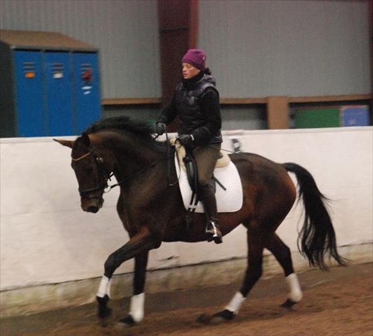 Dansk Varmblod Lacotte billede 2