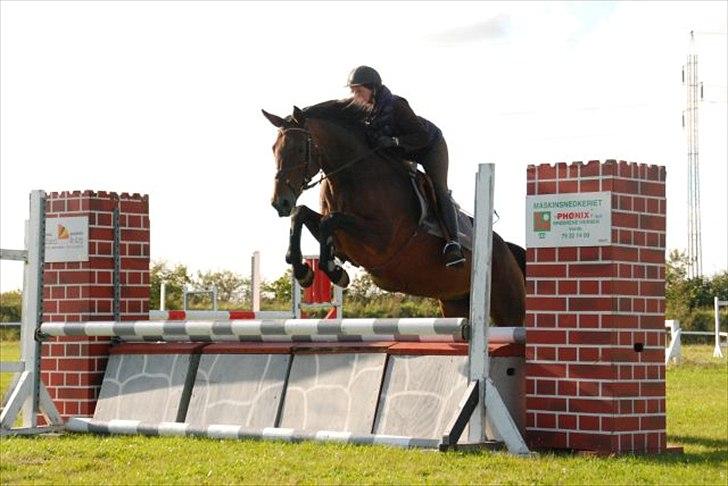 Dansk Varmblod Lacotte billede 3