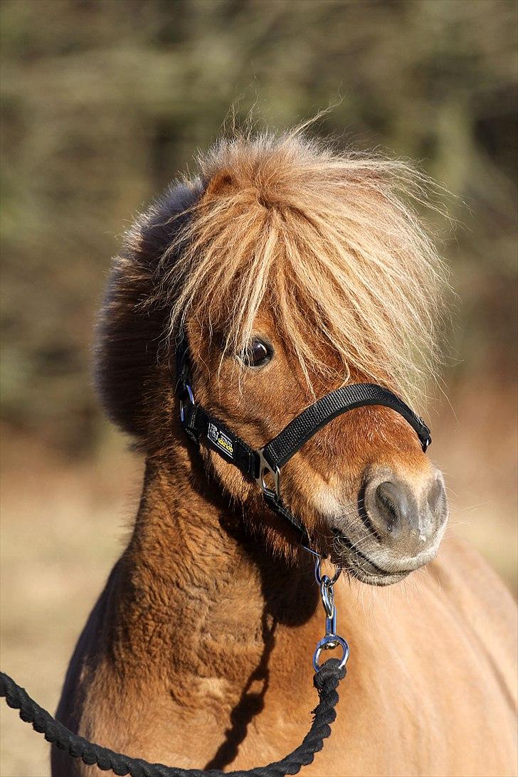 Shetlænder Junker himmelhest billede 16