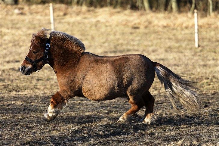 Shetlænder Junker himmelhest billede 17