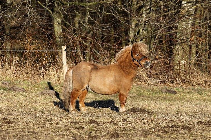 Shetlænder Junker himmelhest billede 18