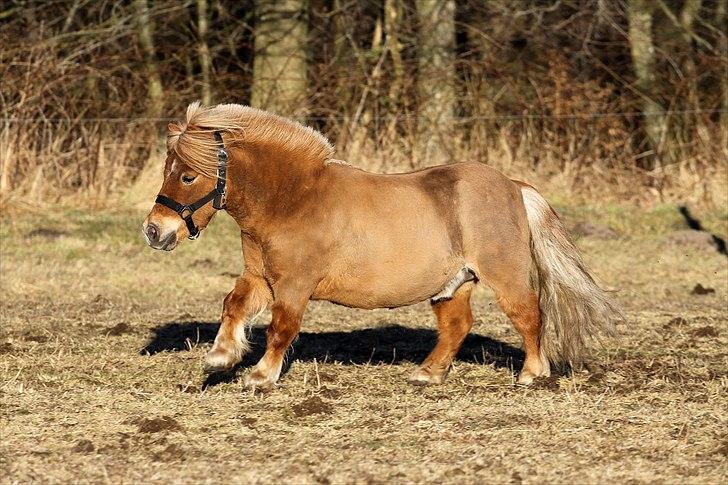 Shetlænder Junker himmelhest billede 19