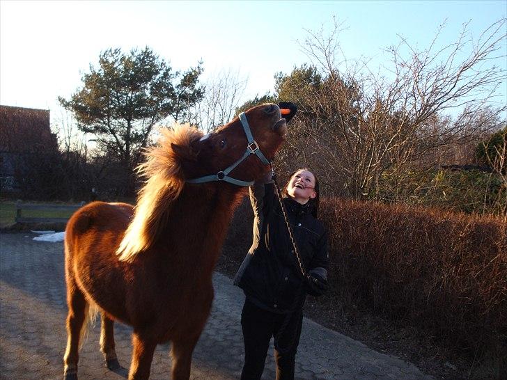 Islænder Raudstjarni ny-nørregård - NYT (; billede 9