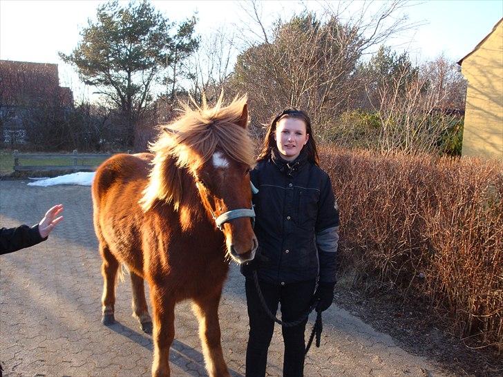 Islænder Raudstjarni ny-nørregård - NYT(; billede 11