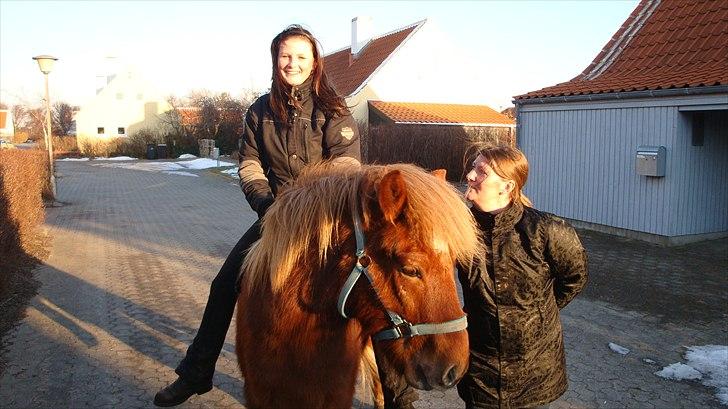 Islænder Raudstjarni ny-nørregård - NYT :) billede 12