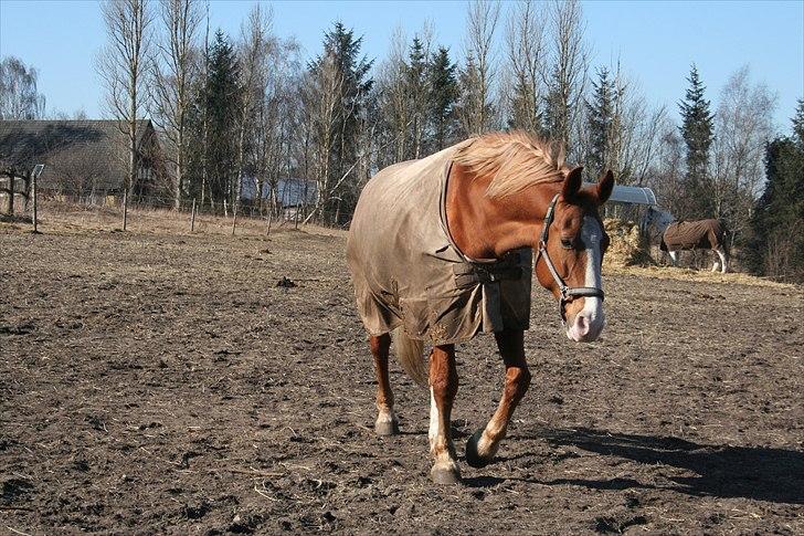 Frederiksborg Ricko Nydal  billede 18