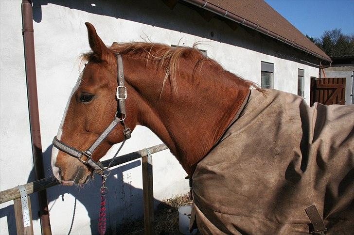 Frederiksborg Ricko Nydal  billede 19