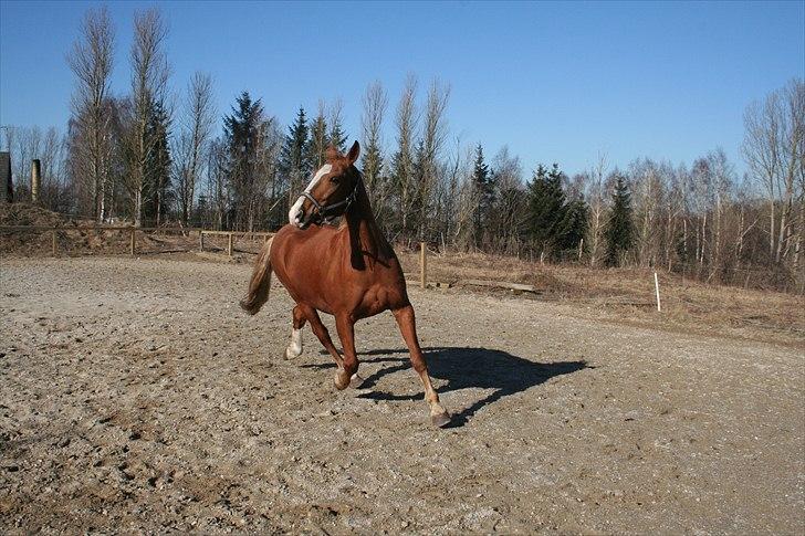 Frederiksborg Ricko Nydal  billede 20