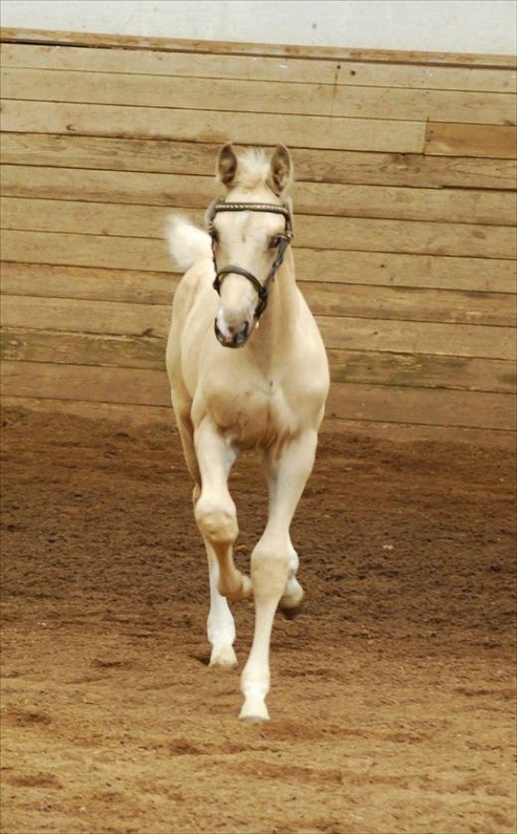 Palomino Brogaards Gold Magnum X billede 1