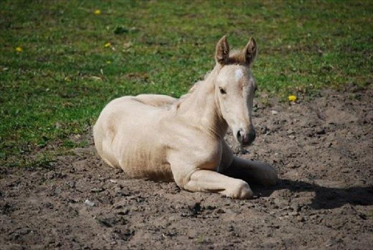 Palomino Brogaards Gold Magnum X billede 2