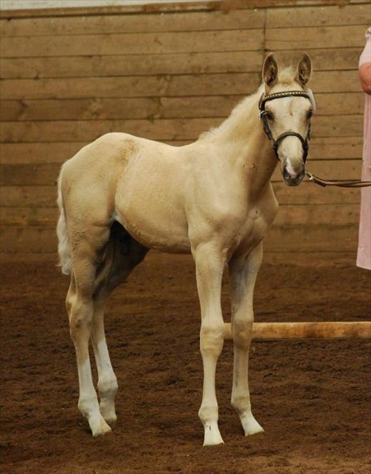 Palomino Brogaards Gold Magnum X billede 5